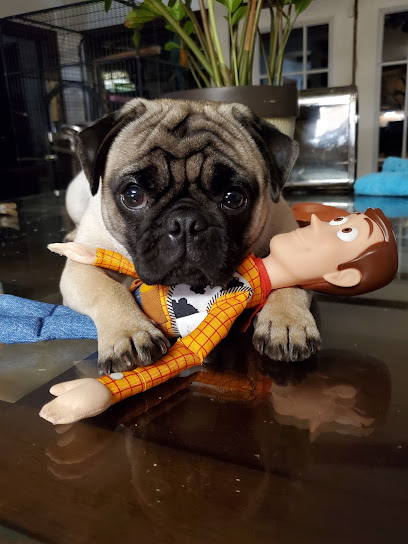 Canine Connection